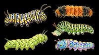 Caterpillar larvae collection in various colors and patterns isolated on transparent background, ready for clipart, t-shirt design, stickers, print-on-demand products and sublimation projects.