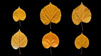 Six golden autumn linden leaves isolated on transparent background, ready for T-shirt design, clipart, stickers, sublimation, and print on demand projects.