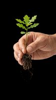 Mature hand holding young green seedling with visible roots isolated on transparent background, ready for t-shirt design, clipart, stickers, print-on-demand and sublimation projects.