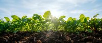 Young soybean plants growing in fertile soil with sunlight filtering through leaves, suitable for agricultural and farming industry content.