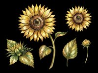 Sunflower botanical illustration set with blooms, buds, stems and leaves isolated on transparent background, ready for t-shirt design, clipart, stickers, sublimation and print-on-demand projects.