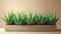 Small green succulent plants arranged in wooden planter box against neutral background, modern minimalist home decor and interior design element.