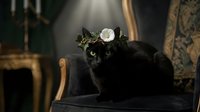 Black cat wearing white flower crown sitting on ornate chair in luxurious interior setting. Feline pet portrait for home decor and lifestyle content.