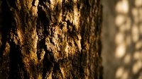 Detailed close-up of rough tree bark texture with natural brown patterns and shadows, showcasing organic surface details for nature backgrounds.