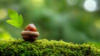 Fresh acorn with green leaf resting on soft moss against blurred natural forest background, capturing autumn seasonal change and woodland tranquility.