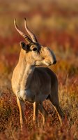 Saiga antelope male with distinctive inflated nose and curved horns standing in autumn steppe grassland during golden hour sunset light.