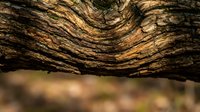 Weathered tree bark with natural wood grain patterns and rustic texture showing age rings and organic surface details in warm brown tones.