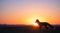 Fox silhouette against vibrant sunset sky in open field. Wildlife photography capturing serene moment at golden hour with warm orange and purple hues.