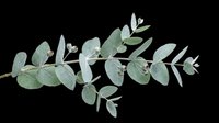 Eucalyptus branch with round green leaves and buds, isolated on transparent background. Ready for t-shirt design, stickers, sublimation, and print on demand.