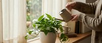 Woman in cozy sweater watering houseplant on wooden windowsill with natural light streaming through white curtains for indoor gardening and plant care.