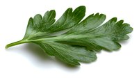 Fresh green chrysanthemum leaf isolated on white background, showing detailed texture and natural veining pattern. For food, culinary, and botanical design projects.
