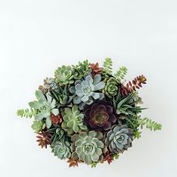 Colorful succulent arrangement in round planter with mixed varieties including echeveria, jade and haworthia plants for home decor and gardening projects.