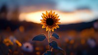 Single sunflower silhouetted against golden sunset sky with blurred mountain landscape background, creating dramatic nature photography with warm bokeh effect.