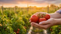 Fresh ripe tomatoes cupped in hands at sunset in organic farm field. Harvest time concept for healthy eating and sustainable agriculture practices.