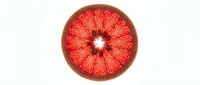 Fresh grapefruit slice with vibrant red flesh and natural segments, isolated on white background for food and beverage design use.