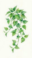 Trailing green foliage plant with heart-shaped leaves isolated on white background, suitable for interior design, botanical illustrations, and decorative wall art projects.