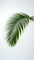 Single green palm leaf with elegant curved fronds against clean white background, isolated tropical foliage for modern interior design and botanical decor.