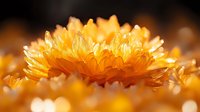 Vibrant golden chrysanthemum flower in full bloom with delicate petals captured in macro photography against soft blurred background creating dreamy bokeh effect.