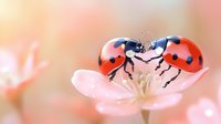 Two red ladybugs meeting on delicate pink spring blossom against soft coral background, creating romantic macro nature scene with bokeh effect.