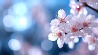 Delicate pink cherry blossoms against blurred blue bokeh background, soft focus spring flowers with gentle morning light creating dreamy natural atmosphere.