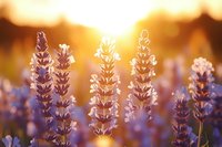 Purple lavender flowers blooming in golden sunset light with warm bokeh background for aromatherapy and wellness designs.