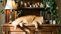 Ginger tabby cat stretching across wooden desk with books, lamp, plants and decorative items on shelves behind, cozy home office interior.