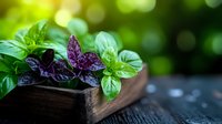 Fresh purple and green basil leaves in rustic wooden box against blurred garden background with soft natural bokeh lighting effect.
