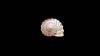 Isolated seashell with spiral ridges and natural tan coloring on transparent background, ready for clipart, t-shirt design, stickers, print-on-demand products, and sublimation projects.
