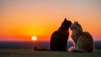 Two cats sitting together on grass watching romantic sunset with warm orange and pink sky colors creating peaceful silhouette scene for pet lovers and nature enthusiasts.