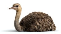 Ostrich lying down on white background, side view portrait of large flightless bird with long neck and brown feathers, isolated on pure white for easy editing.