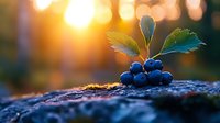 Fresh ripe blueberries with green leaves on stone surface at sunset, golden bokeh background creates magical atmosphere in nature macro photography.