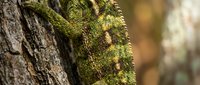 Green moss growing on rough tree bark in natural forest environment with soft blurred background creating peaceful woodland atmosphere.