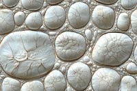 Microscopic view of white organic cell structure with cracked texture and delicate network patterns forming circular shapes in light neutral tones.