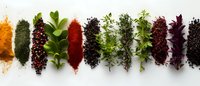 Fresh aromatic herbs and colorful spices arranged in neat rows on white background, culinary ingredients for cooking and seasoning food preparation.