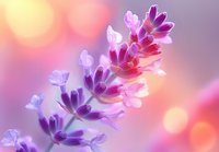 Delicate lavender flower with soft pink and purple petals against dreamy bokeh background in pastel colors, creating romantic and ethereal mood for wellness designs.