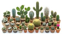 Collection of various cactus and succulent plants in terracotta pots arranged on white background, featuring barrel cacti, prickly pear, columnar species for home decor.