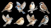 Sparrow and jay birds isolated on transparent background, ready for t-shirt design, clipart, stickers, sublimation and print-on-demand projects.
