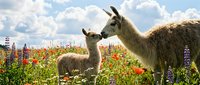 Adult llama with young llama calf in wildflower meadow filled with red poppies and purple lupines under blue sky with clouds, suitable for nature and farm animal content.