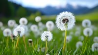Dandelion seed heads in green meadow with mountain landscape background, nature spring scene for wellness and environmental concepts.