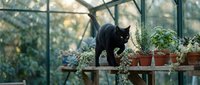Black cat walking on wooden shelf between potted plants in bright greenhouse with glass walls and natural lighting for gardening and pet themes.