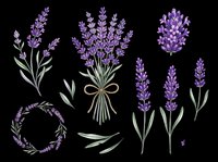 Lavender flowers isolated on transparent background, ready for t-shirt design, clipart, stickers, sublimation and print-on-demand products.