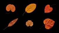 Autumn leaves collection isolated on transparent background, ready for t-shirt design, clipart, stickers, print-on-demand products and sublimation projects.
