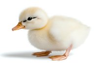 Adorable white duckling with orange beak and feet standing on white background, isolated studio shot showing soft downy feathers and gentle profile.