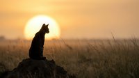 Cat silhouette sitting on rock against golden sunset sky in grassland savanna landscape. Wildlife photography concept for meditation and tranquility themes.