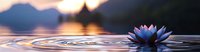 Serene water lily floating on calm lake surface at sunset with gentle ripples and glowing orange sky reflected in water, creating peaceful atmosphere.