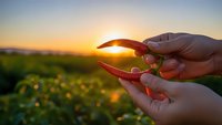 Cupped hands holding golden sunlight at sunset over green agricultural field, symbolizing hope, protection, and environmental care in farming landscape.