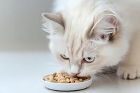 White ragdoll cat with blue eyes sniffing dry food in ceramic bowl against light background, close up view of domestic pet during feeding time.