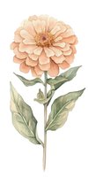 Delicate peach zinnia flower with sage green leaves on white background, watercolor style botanical illustration. Isolated floral element for design projects.