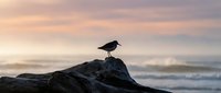Solitary seabird perched on weathered coastal rock formation during golden hour sunset with soft ocean waves and pastel sky creating serene seaside atmosphere.