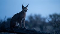 Caracal wild cat sitting on fallen log during twilight hour in natural habitat with blue sky background for wildlife photography and nature documentation.
